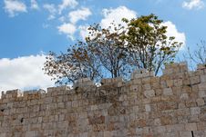 Trees Above Ancient Stone Wall Stock Photos Trees Above Ancient Stone Wall Stock Photos