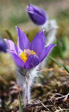 Spring Flowers Of Pulsatilla Royalty Free Stock Photos Spring Flowers Of Pulsatilla Royalty Free Stock Photos
