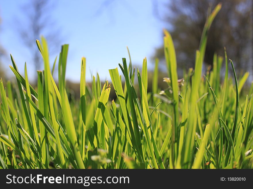 Closeup of grass in a field