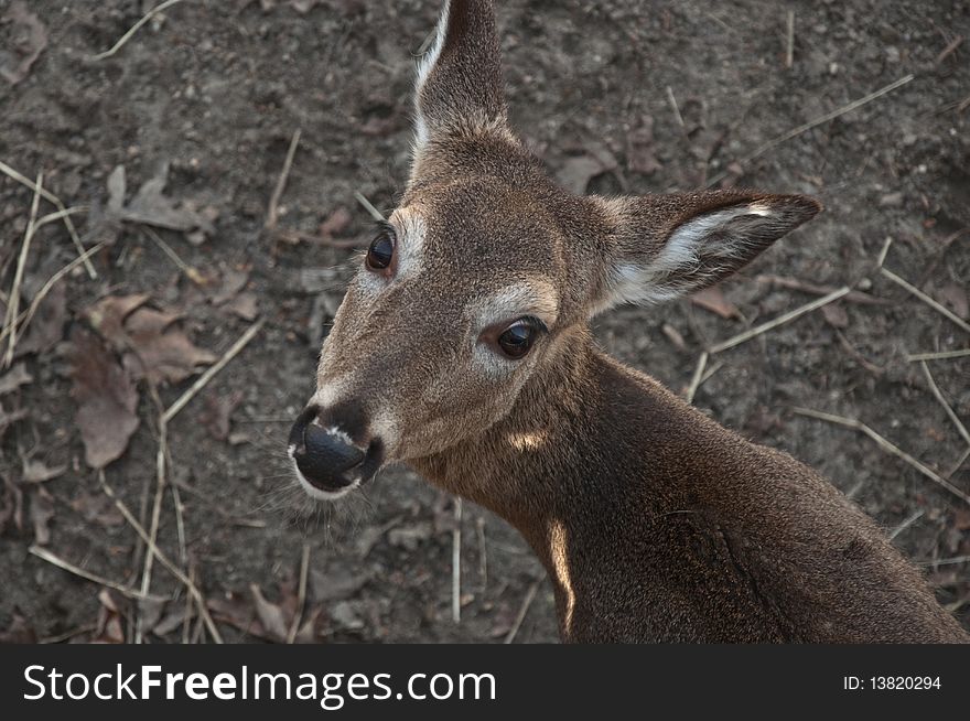 Whitetail deer with its head turned towards the camera.