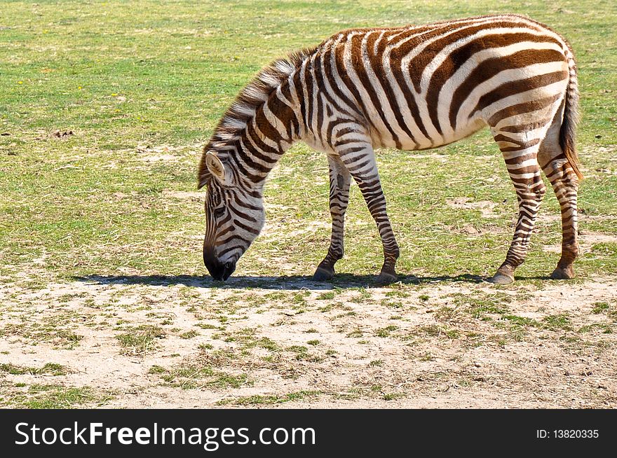 Zebra foraging on the grass.
