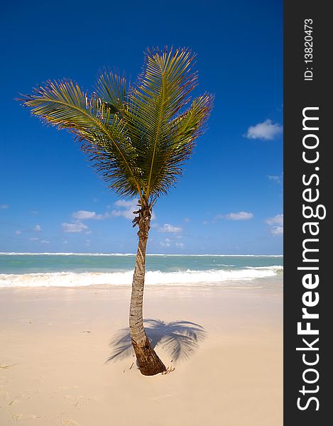 A palm in the white sand at a exotic caribbean beach with the coast in the background. A palm in the white sand at a exotic caribbean beach with the coast in the background.