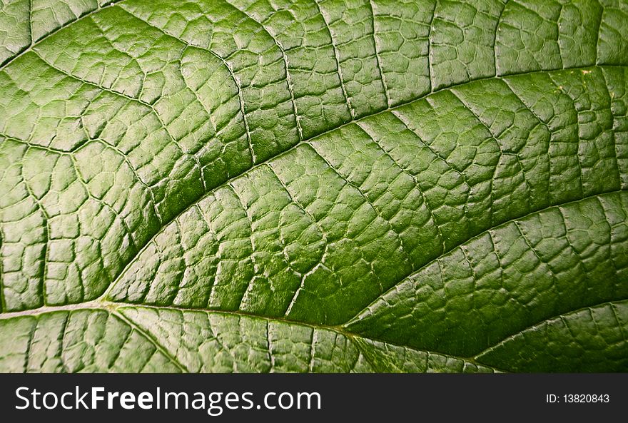 Green leaf surface. Extreme close-up. Green leaf surface. Extreme close-up