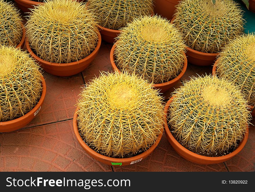 Close up of balsesoides cactus in pots. Close up of balsesoides cactus in pots