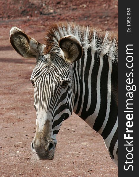 Wild animal zebra face close up. Wild animal zebra face close up