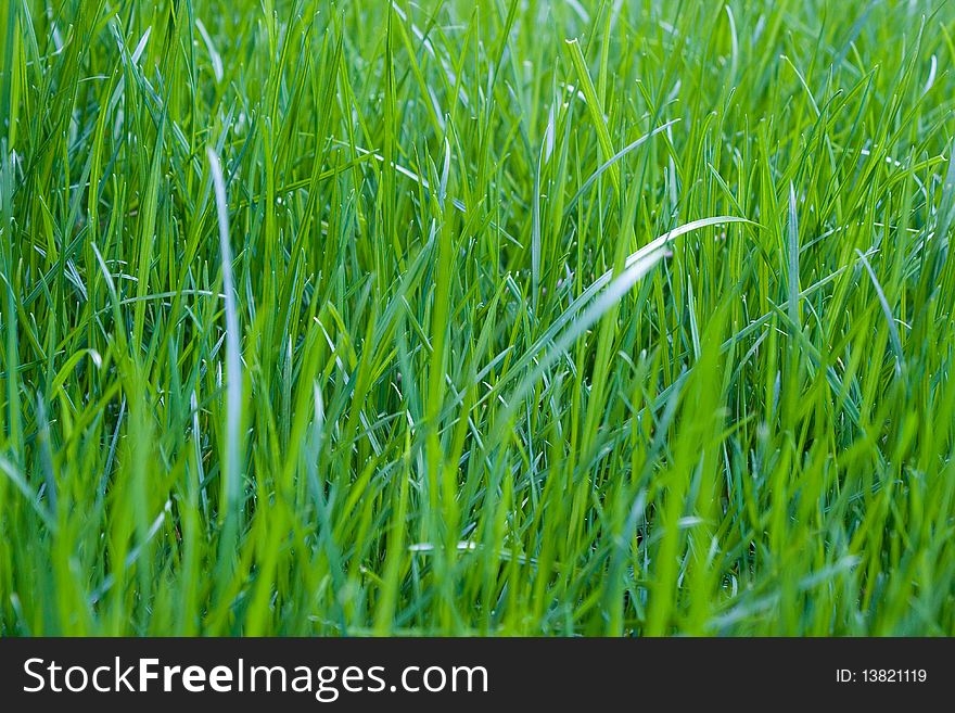 Photo of green grass in spring