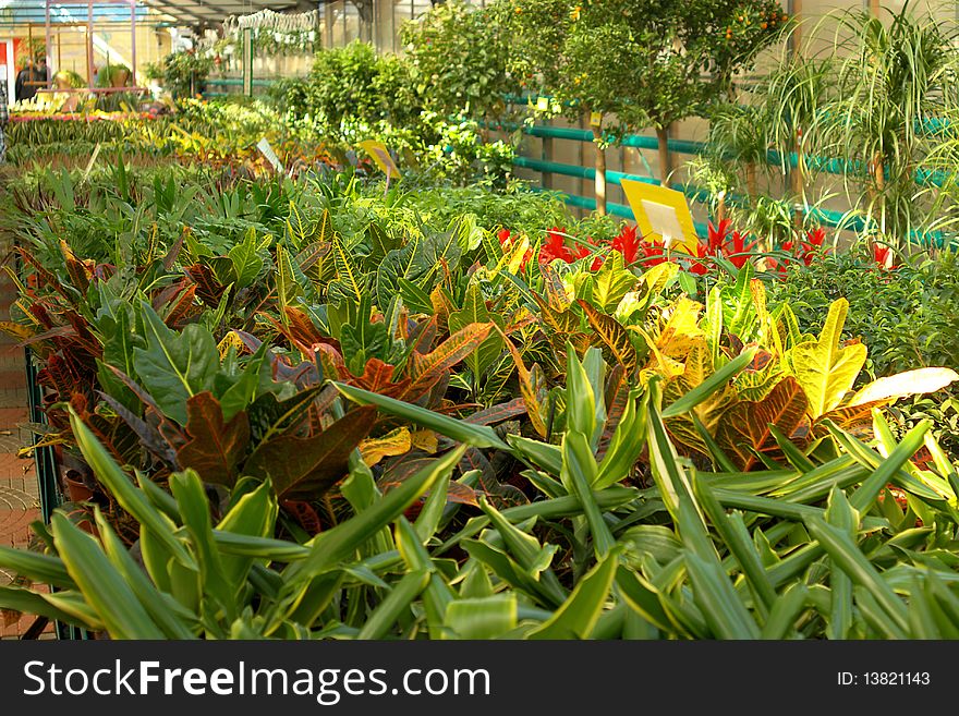 A view of flower seedlings and plants growing in a hothouse. A view of flower seedlings and plants growing in a hothouse.