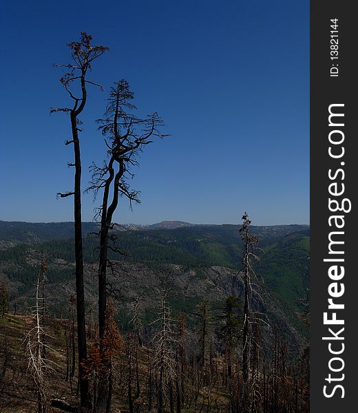 Fire burned trees in Northern Sierra. Fire burned trees in Northern Sierra