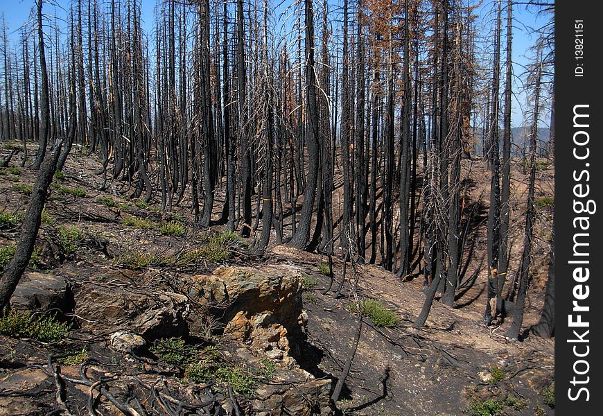 Fire burned trees in Northern Sierra. Fire burned trees in Northern Sierra