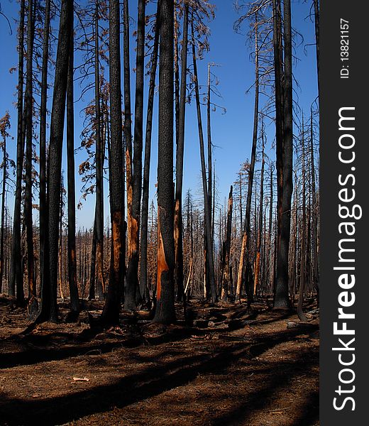 Fire burned trees in Northern Sierra. Fire burned trees in Northern Sierra