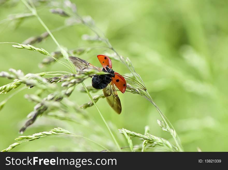 Ladybug Taking Flight, summer macro