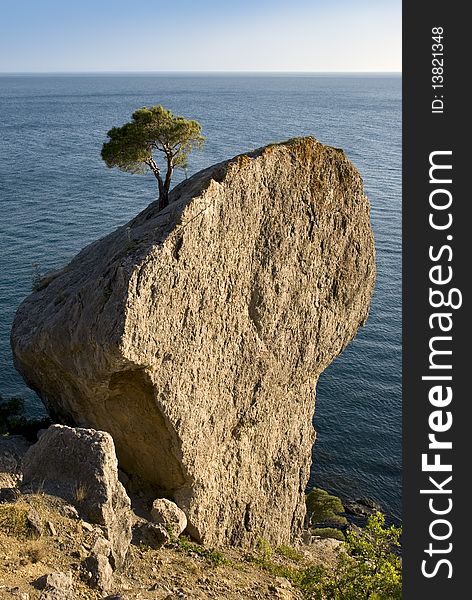 Tree on the big stone. Coast of Black sea, Crimea. Tree on the big stone. Coast of Black sea, Crimea.