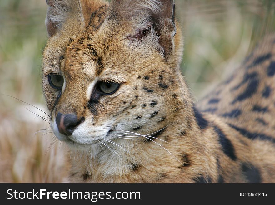 Serval cat detailed close up