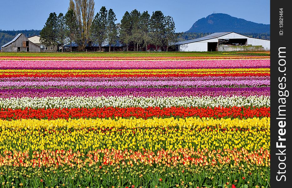 Colorful rows of tulips with barns in background. Colorful rows of tulips with barns in background