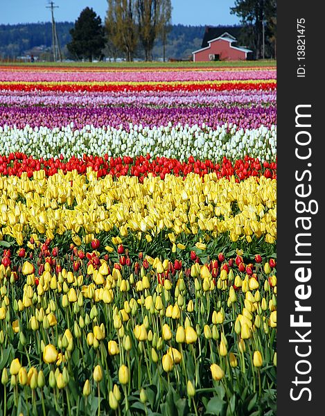 Colorful rows of tulips with barn in background. Colorful rows of tulips with barn in background