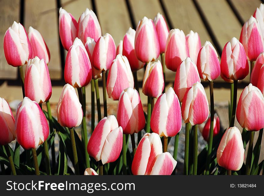 Pink and white striped tulips on display