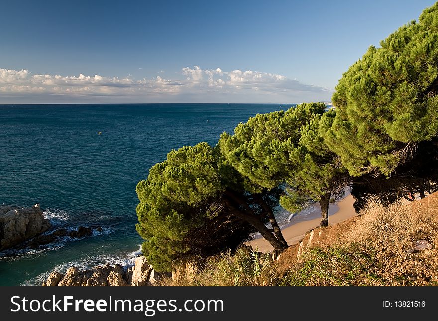 Pines on the spanish coast