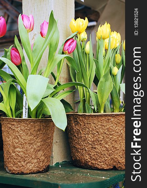 Pink and yellow tulips in brown pots