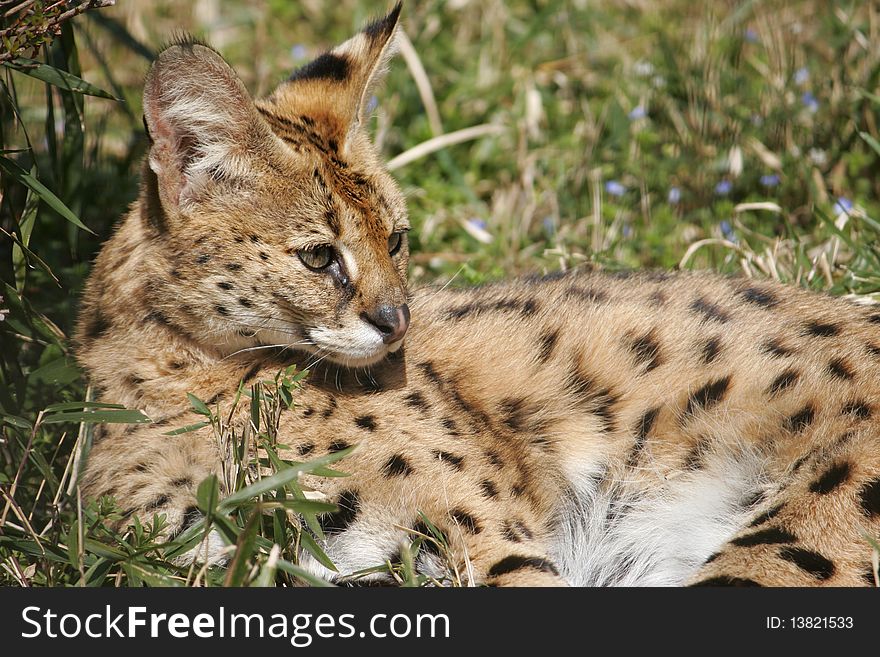 Lying Serval cat close up