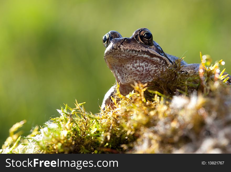 Frog In Moss