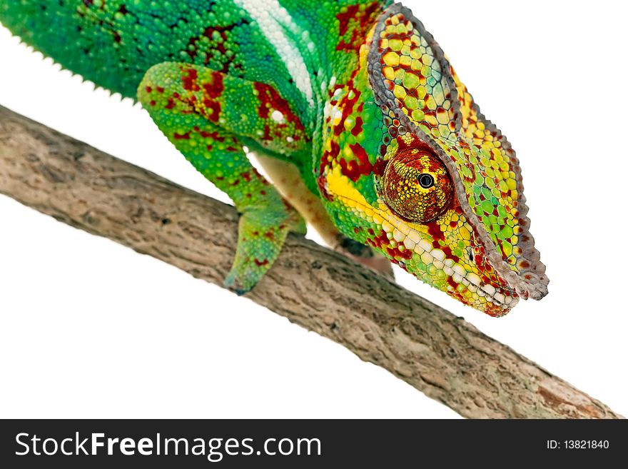 Colorful male Chameleon on branch isolated on white background