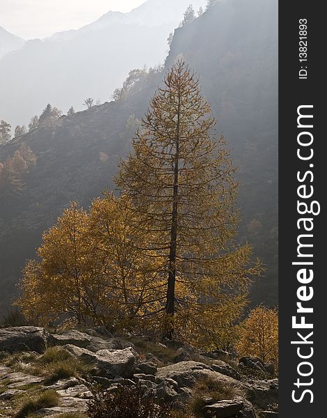 Autumnal larch tree in foggy day. Italian Alps, Piedmont