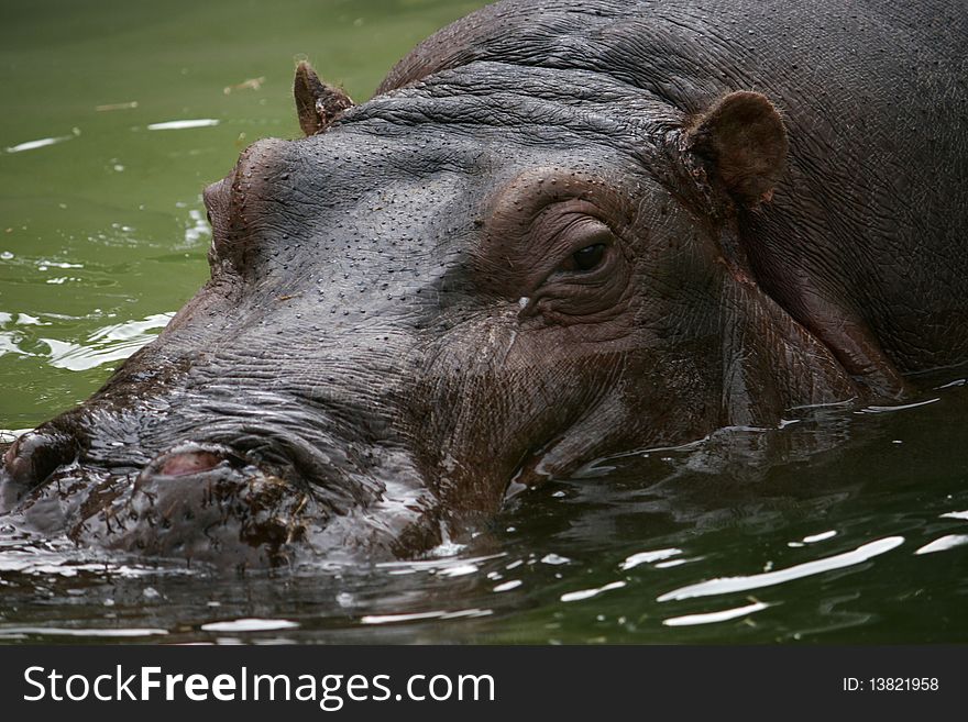 Wild animal hippopotamus face close up. Wild animal hippopotamus face close up