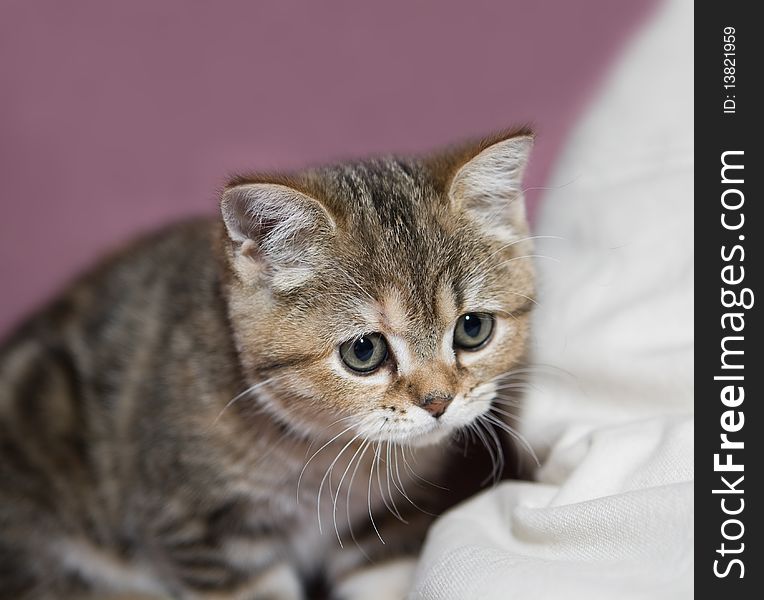 British Shorthair cat with blue eyes. British Shorthair cat with blue eyes