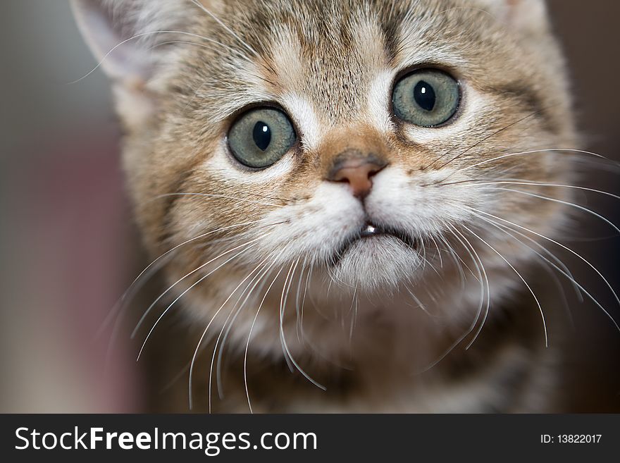 British Shorthair cat with blue eyes. British Shorthair cat with blue eyes