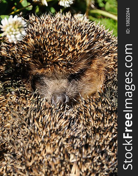 The little hedgehog ( Erinasius europaeus ) .