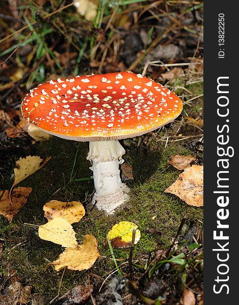 Young and beautiful poison mushroomFly Agaric. Its color is deep red with white spots on the cap.