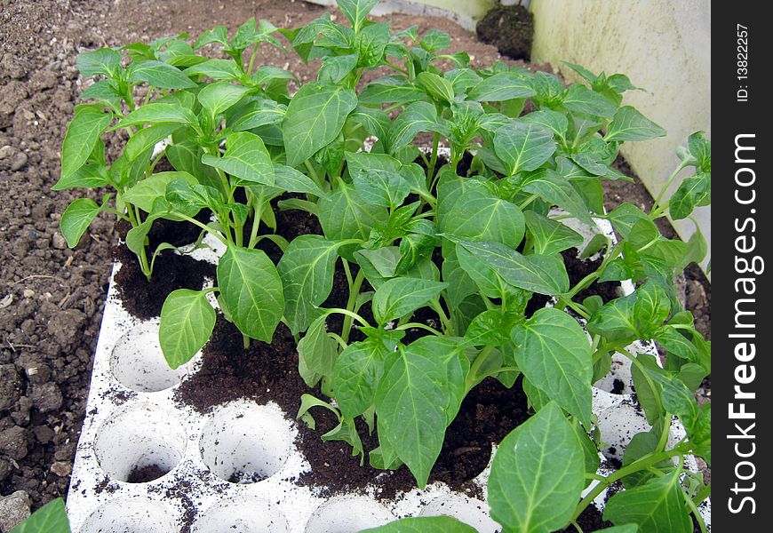 Peppers hothouse in the polystyrene stand