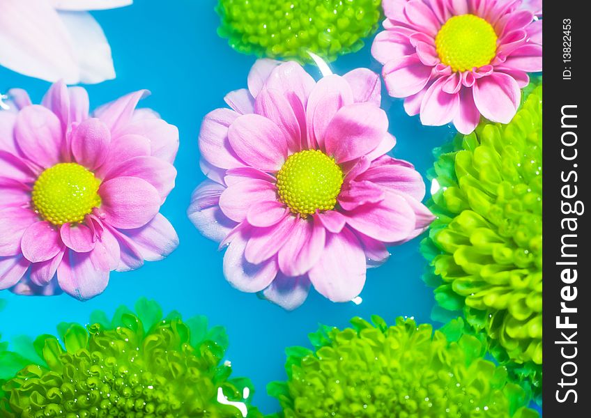 Multiple flowers floating in blue water. Multiple flowers floating in blue water