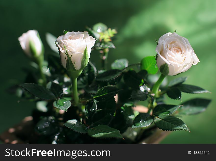 A gentle-pink buds of a rose on the green background. A gentle-pink buds of a rose on the green background