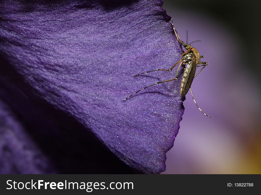 Mosquito crawling on Iris flower petal