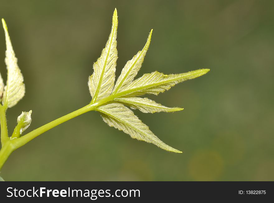 Young tender leaves growing just at the onset of spring season from a tree. Young tender leaves growing just at the onset of spring season from a tree