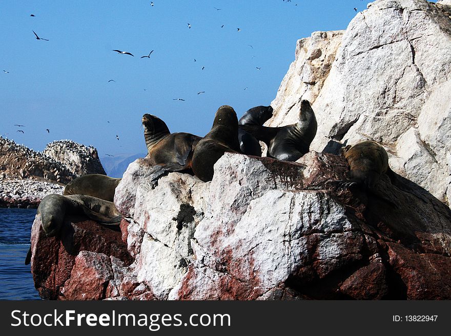 A group of sea lions in Ballestas islands