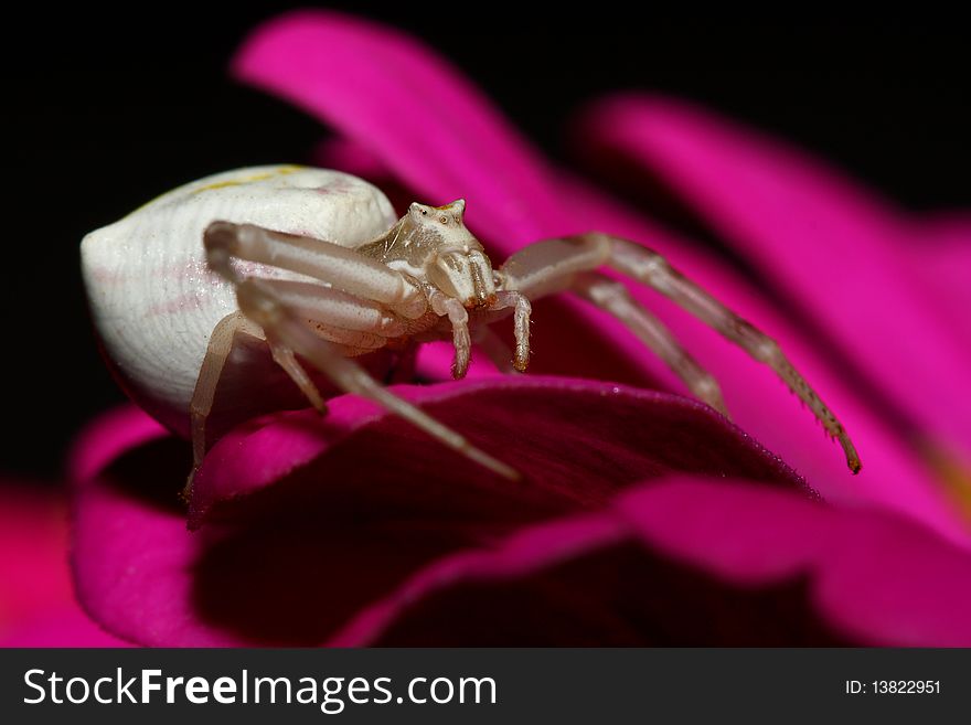 White spider on a flower petal