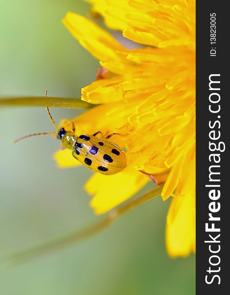 A black spotted beetle, Coleoptera, on a dandelion flower