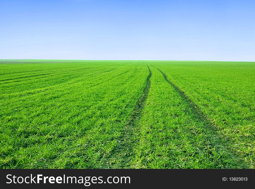 Green field and blue sky conceptual image. Picture of green field and sky in summer.