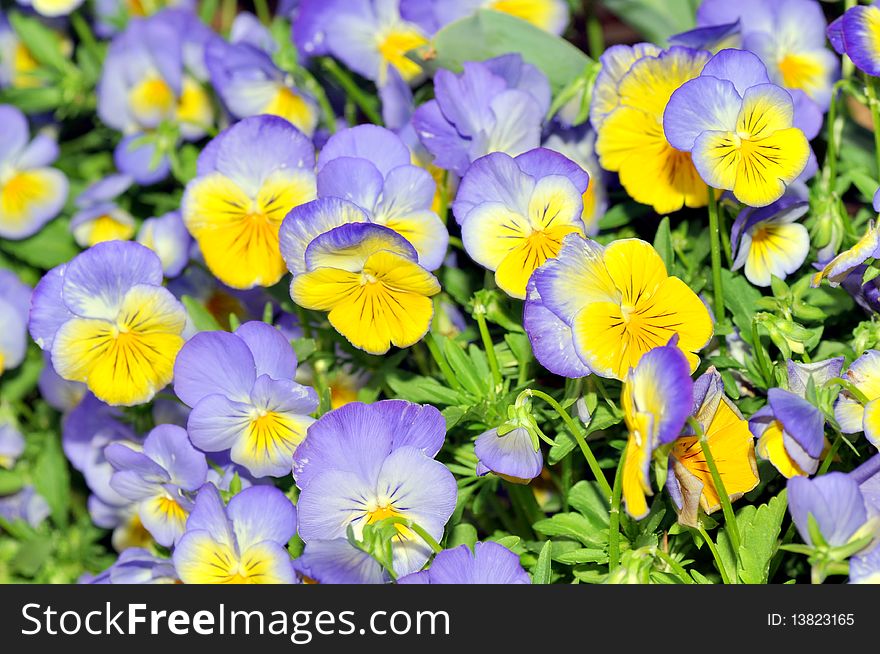 Bunch of pansies in a garden. Bunch of pansies in a garden