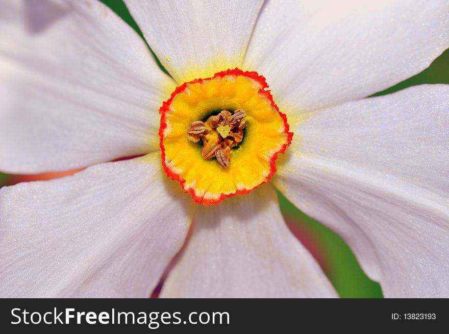White flower with red and yellow central parts