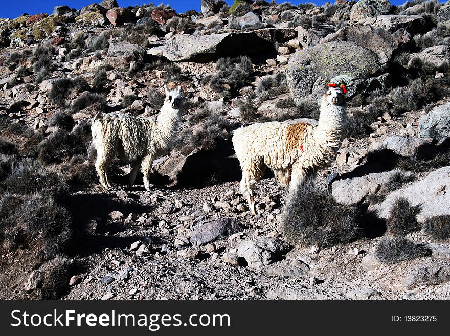 Two white lamas in parinacota village. Two white lamas in parinacota village