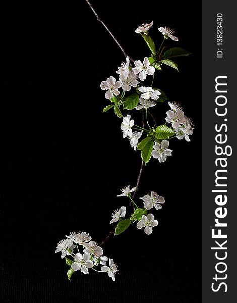 Branch of blossoming cherry flowers on black