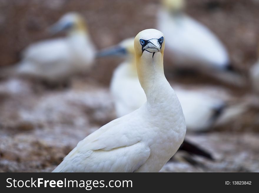 Island in Gaspésie–Îles-de-la-Madeleine region, eastern Quebec province, sanctuary for thousands of nesting gannets. Island in Gaspésie–Îles-de-la-Madeleine region, eastern Quebec province, sanctuary for thousands of nesting gannets