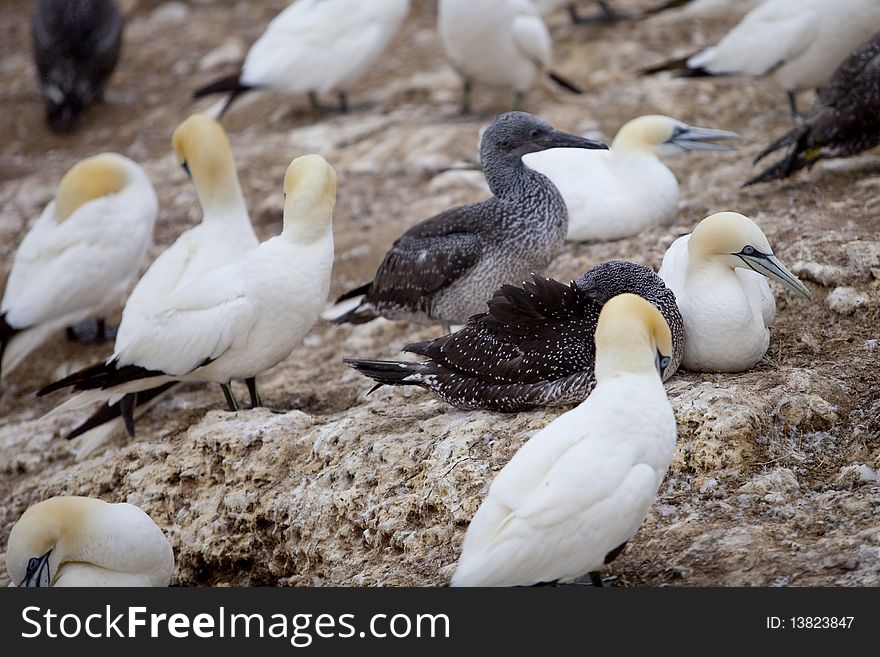 Island in GaspÃ©sieâ€“ÃŽles-de-la-Madeleine region, eastern Quebec province, sanctuary for thousands of nesting gannets. Island in GaspÃ©sieâ€“ÃŽles-de-la-Madeleine region, eastern Quebec province, sanctuary for thousands of nesting gannets