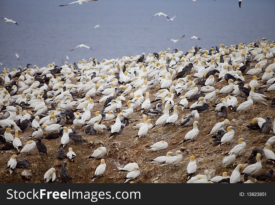 Island in GaspÃ©sieâ€“ÃŽles-de-la-Madeleine region, eastern Quebec province, sanctuary for thousands of nesting gannets. Island in GaspÃ©sieâ€“ÃŽles-de-la-Madeleine region, eastern Quebec province, sanctuary for thousands of nesting gannets