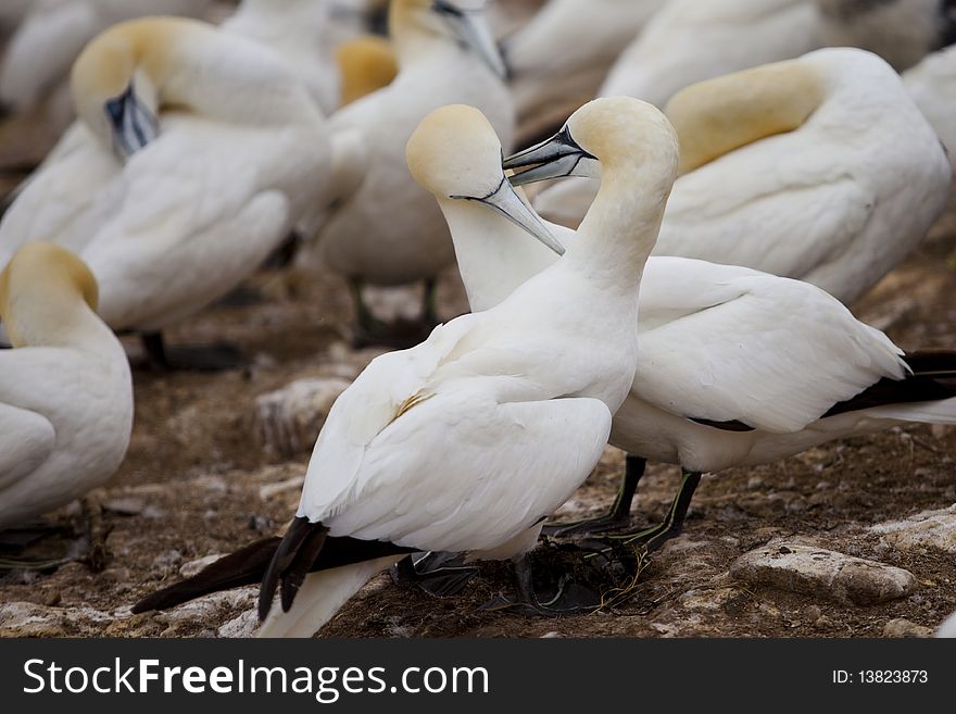 Island in GaspÃ©sieâ€“ÃŽles-de-la-Madeleine region, eastern Quebec province, sanctuary for thousands of nesting gannets. Island in GaspÃ©sieâ€“ÃŽles-de-la-Madeleine region, eastern Quebec province, sanctuary for thousands of nesting gannets