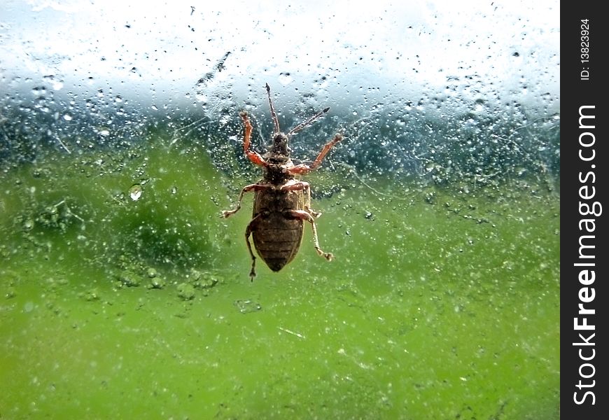 Big bug on the dirty window. Big bug on the dirty window