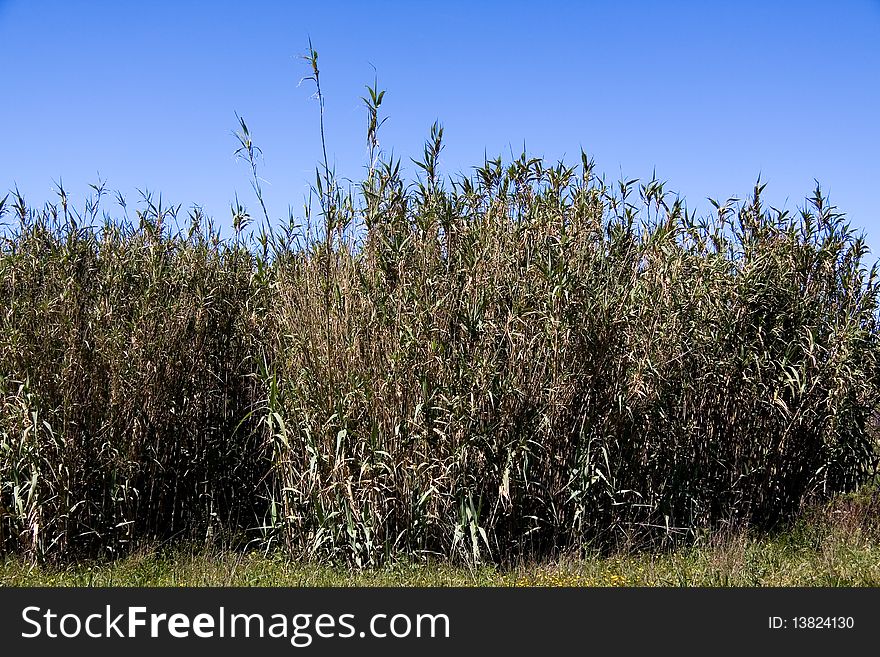 Verdure flourish bamboo background against blue sky